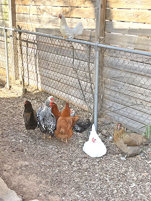 One chicken on top of the fence, and others on the ground